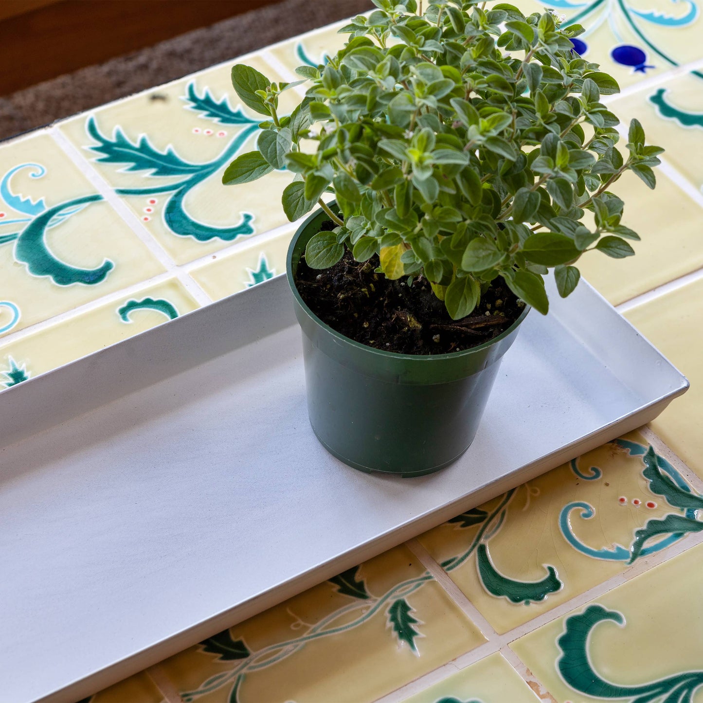 Galvanized Steel Planter Tray, Cape Cod White, Small